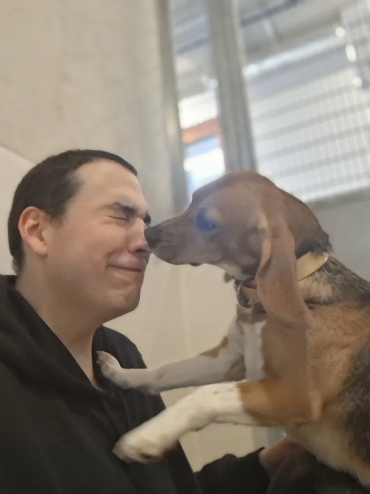 Un beagle appuyé contre le bras de Tonton Canin, museau levé
