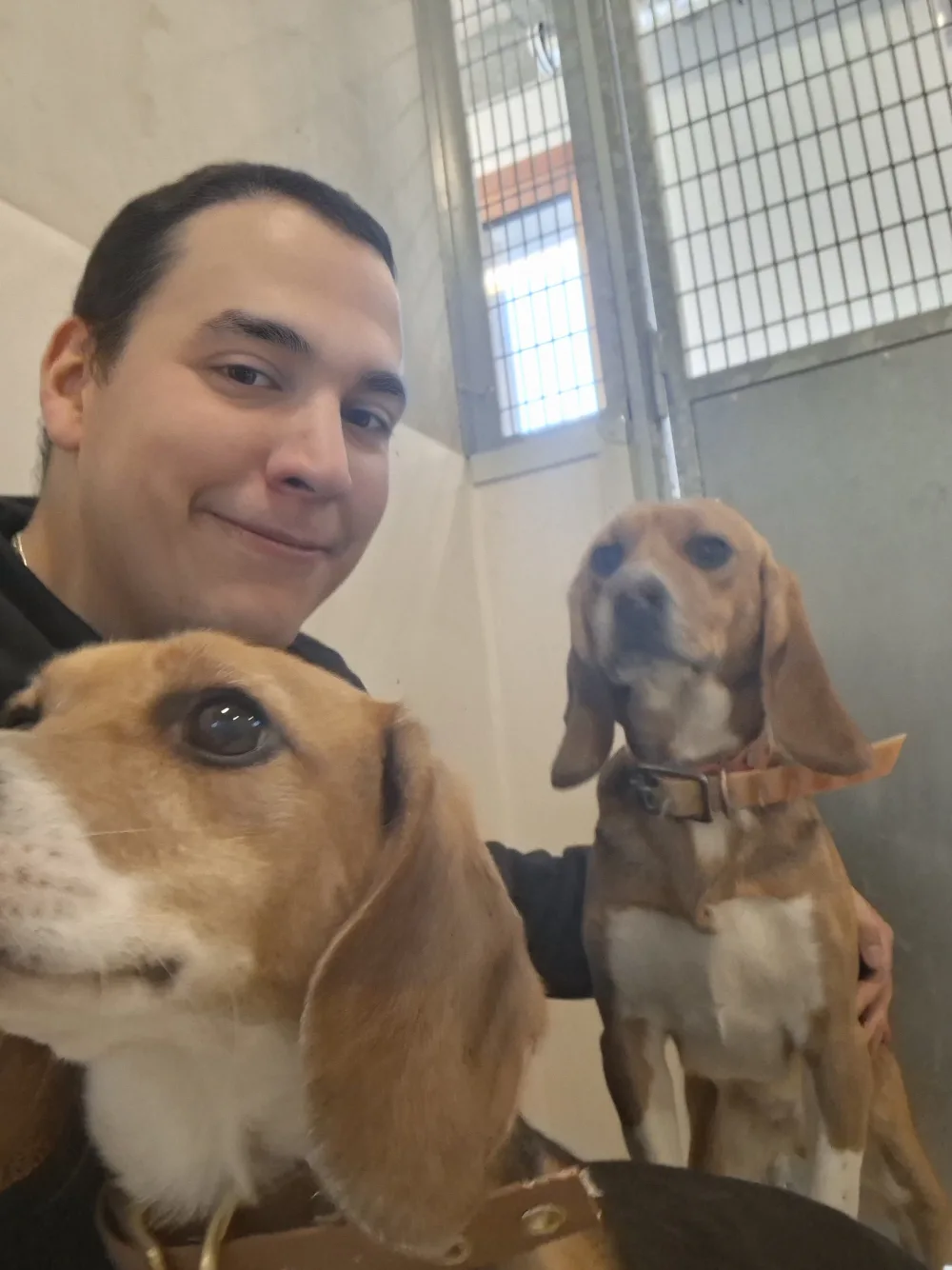 Tonton Canin entre deux beagles attentifs, à l'intérieur